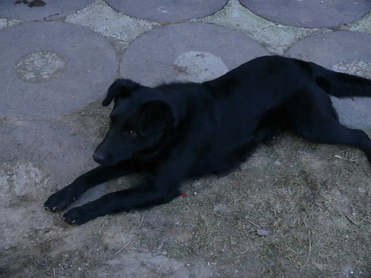 Dog, referred to as Dogwifhat, experiences a fall following the denial of a golden pocket....