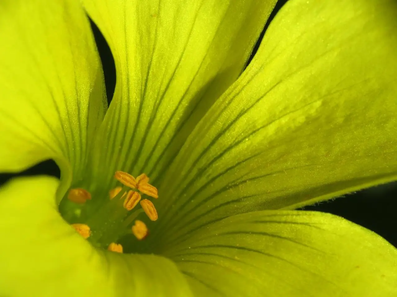 This picture consists of a flower in the center of the image, which is green in color.