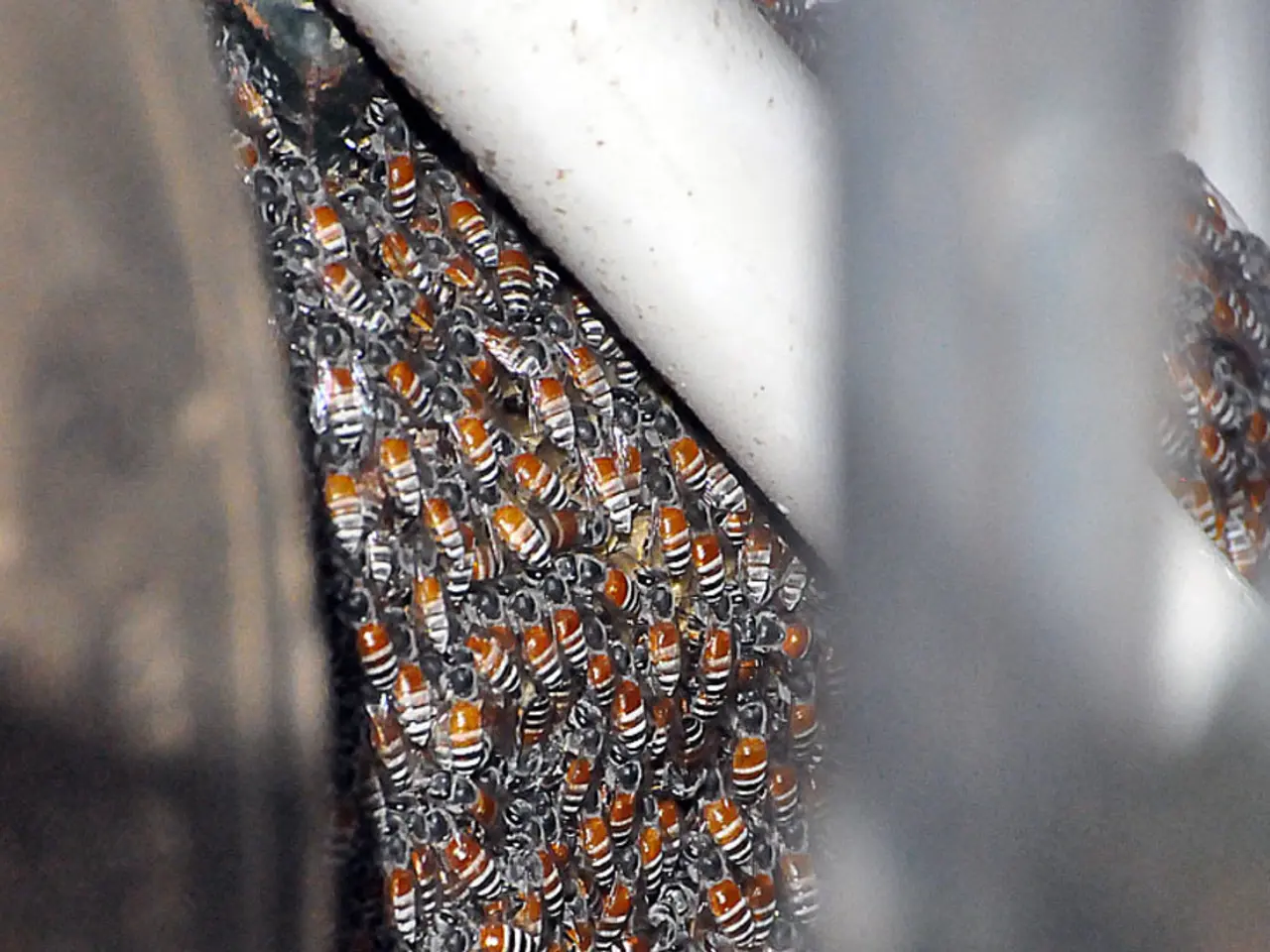 There are honey bees in this image.