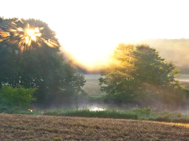 Voluntary Carbon Markets in the UK: Establishing a Robust, Self-Regulating System for Carbon...