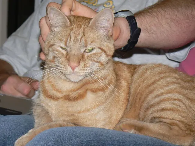 Struggling Executives Faced with a Dilemma of Balancing Results and Sympathy