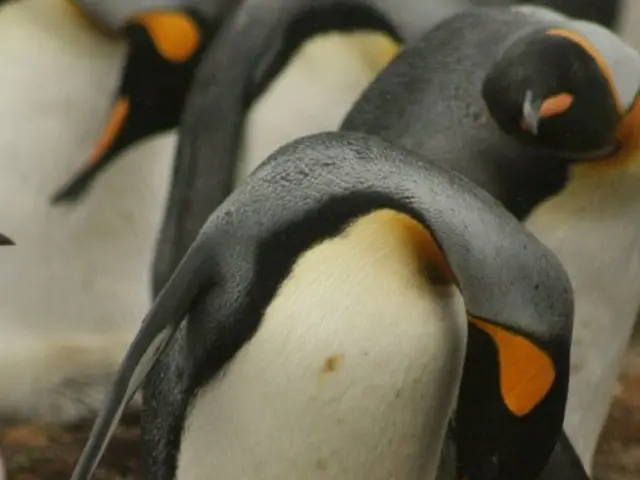 Pengu cryptocurrency climbs by 14% despite market downturn - Exploring reasons beyond simple FOMO
