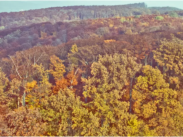 Expansion of forestry investments within LGPS fund portfolio announced