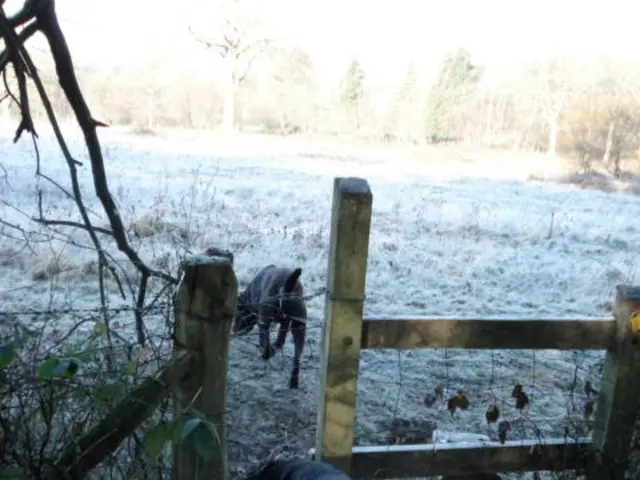 Stock recordings of dogs commence in August