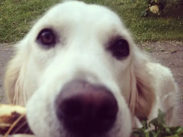 Central Garden & Pet to Take Part in Canaccord's 45th Annual Development Seminar