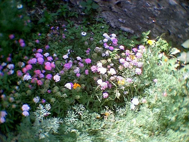 U.S. tariffs surge, causing Taiwan's orchid farmers to brace for impact