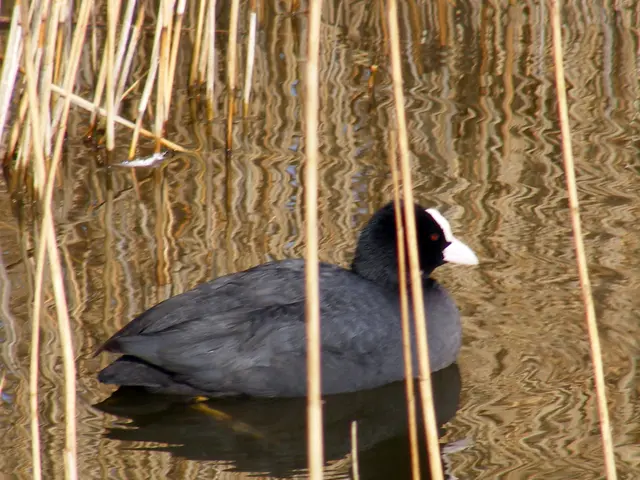 Nations conclude $200 billion annual strategy for biodiversity in COP16 2.0 agreement