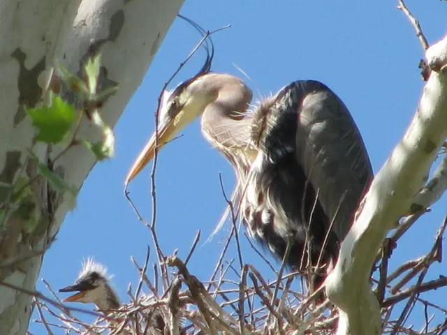 Partnership Formed Between Birds and Two Indonesian Businesses