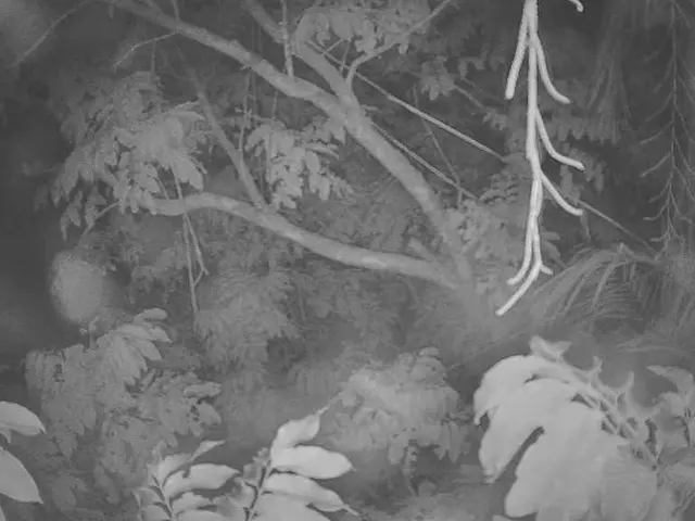 Thousands of Seedlings to be Planted in Vilnius by YTEK