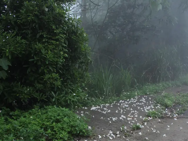 Yakutsk's mayor inquires about Zakharov's ornamental plantings