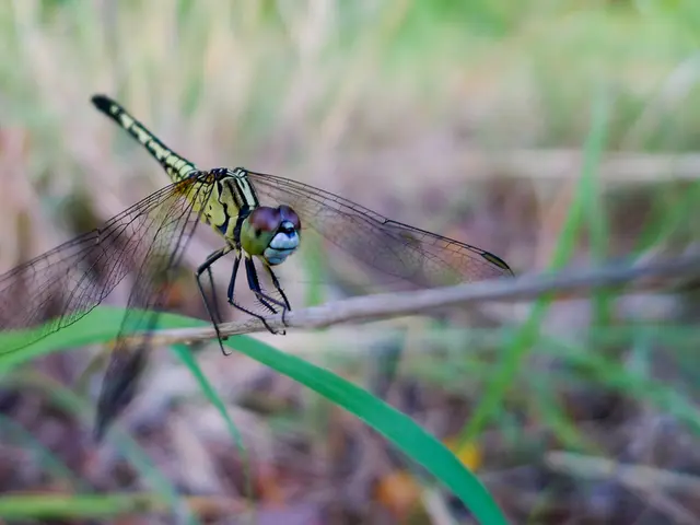 Undermining export restrictions, Nvidia allegedly planning to release a scaled-down version of the...