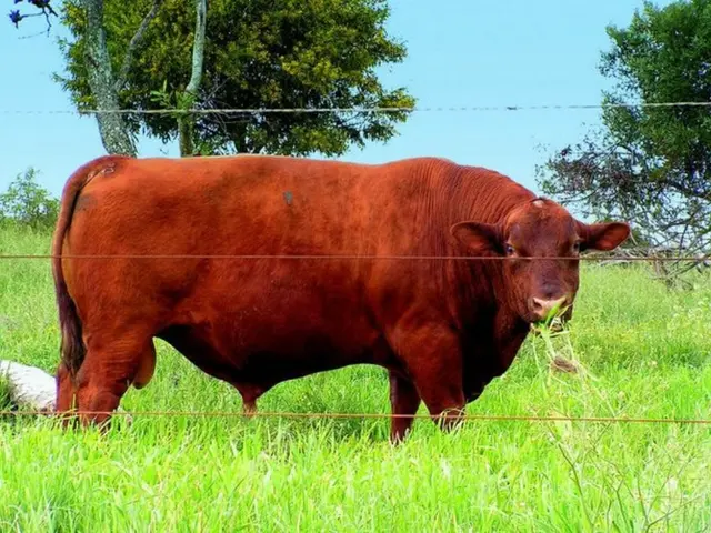 Dogecoin's price dip maintains its support, paving way for another potential bullish surge.