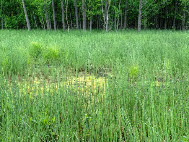Family-owned farm in the Black Forest to commence deforestation after 175 years