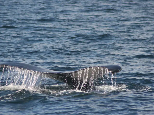 Whales Ponder Investing in Bitcoin at $115,000 to Reverse Market Dynamics?