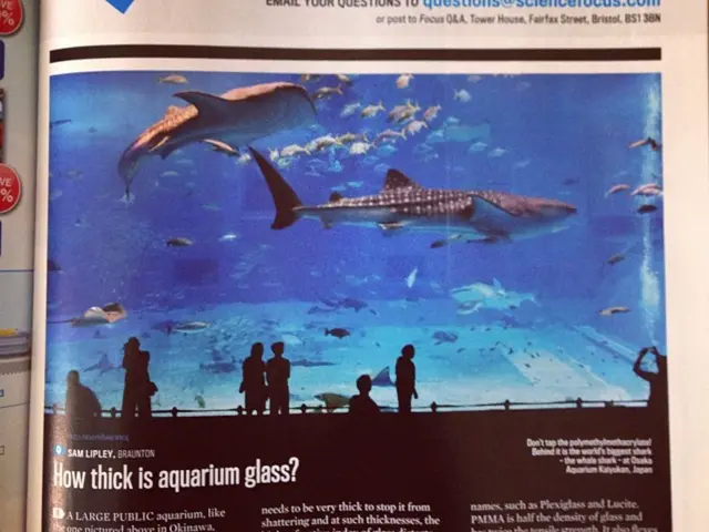 Rising Pacific Saury Prices in Japan Due to Decreasing Catch Yields