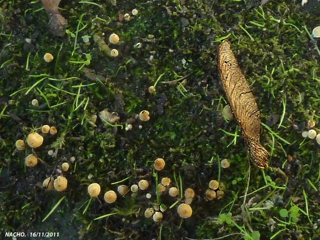 Cenovus presents arguments to MEG Energy shareholders regarding amended Strathcona takeover...