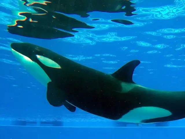 Report by NOAA: Over 90 instances of whale entanglements documented in the year 2024