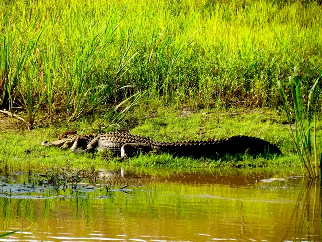 Rapid Increase in Carbon Emissions Puts the Planet at Risk of a Return to Coal Use, According to an...