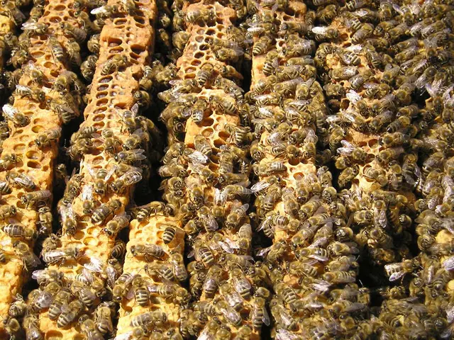 These are the honey bees, which are on the honeycombs.