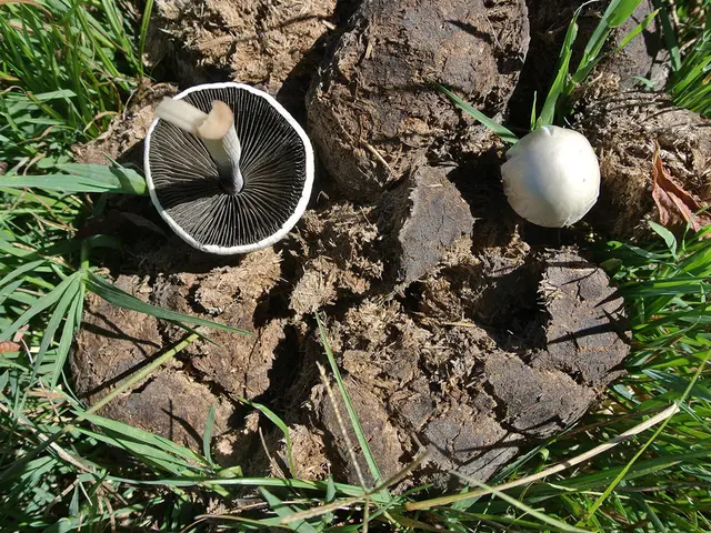 In this image I can see the mushrooms, dung and the green grass.