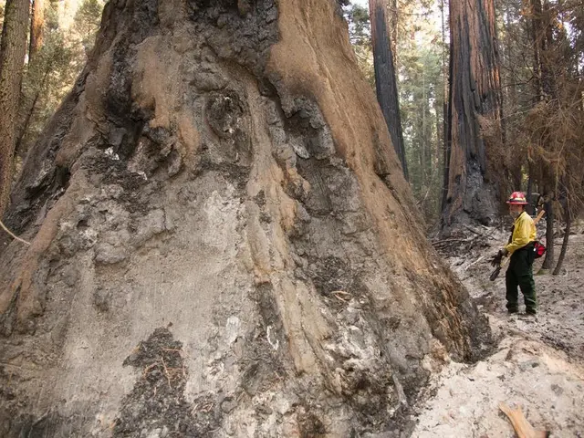 On the right side of the picture, the man in yellow T-shirt is holding the wooden stick in his...
