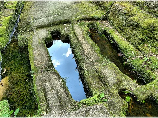 In this image we can see some water, grass and plants which are in green color.