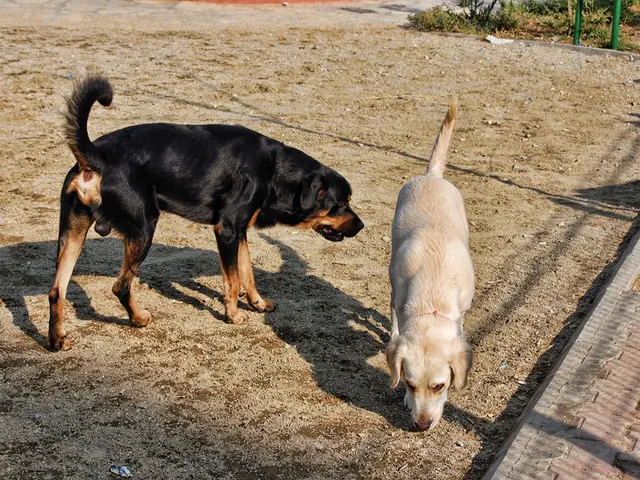 In this picture we can see couple of dogs, in the background we can find few plants and metal rods.